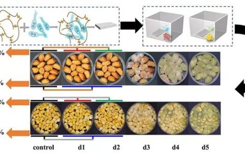 全细胞生物传感器阵列，可无损高准确度监测粮食霉变