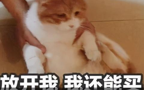 卡尔数科（原卡尔金融）双十一汽车“尾款人”，你的钱包还好吗？