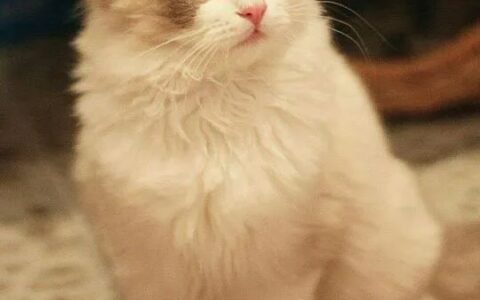 布偶猫多少钱一只？看完值这个价！-布偶猫多少钱一只?