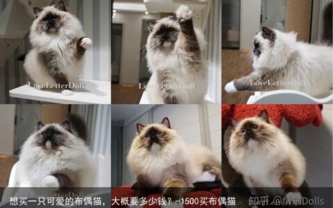 想买一只可爱的布偶猫，大概要多少钱？-1500买布偶猫