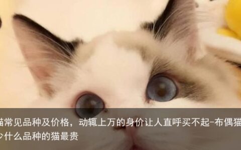 布偶猫常见品种及价格，动辄上万的身价让人直呼买不起-布偶猫的价格多少什么品种的猫最贵