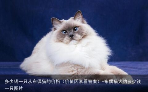 多少钱一只从布偶猫的价格（价值因素看答案）-布偶猫大约多少钱一只图片