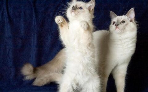 布偶猫价格一览表2023-十大宠物猫排名