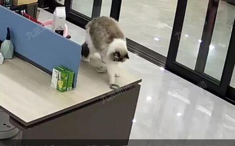 珠宝店老板回应猫咪摔坏12万翡翠手镯：手镯已低价售出，猫咪当晚被送到别处寄养高中生体检被“脱内裤”，往届考生：这算什么，还有更尴尬的-珠宝店老板