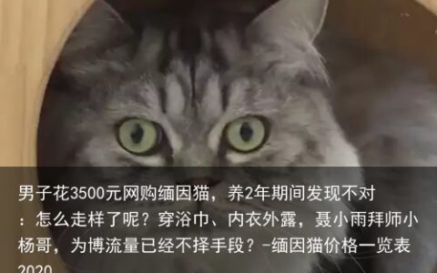 男子花3500元网购缅因猫，养2年期间发现不对：怎么走样了呢？-缅因猫价格一览表2020