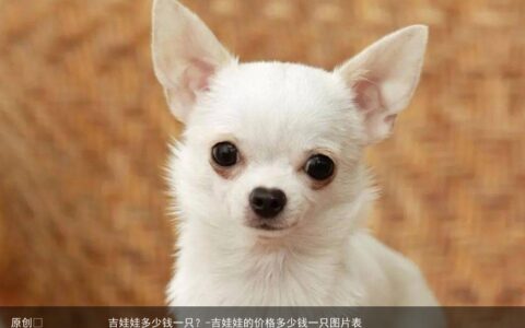 吉娃娃多少钱一只？-吉娃娃的价格多少钱一只图片表