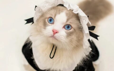 布偶猫好养吗？新手养布偶猫注意事项？布偶价格贵吗？-布偶猫好不好养?