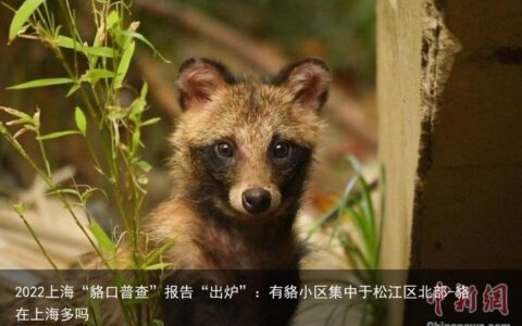 2022上海“貉口普查”报告“出炉”：有貉小区集中于松江区北部-貉在上海多吗