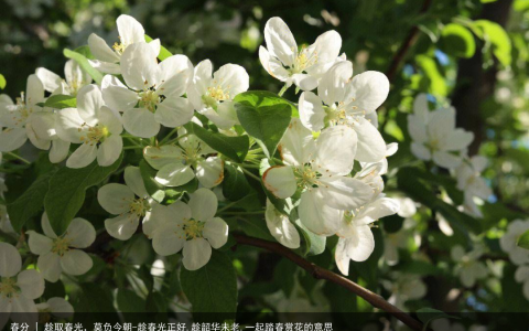 春分 | 趁取春光，莫负今朝-趁春光正好,趁韶华未老,一起踏春赏花的意思