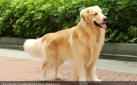 金毛犬多少钱一只?纯种价格不低于3000元(贵的高达万元)