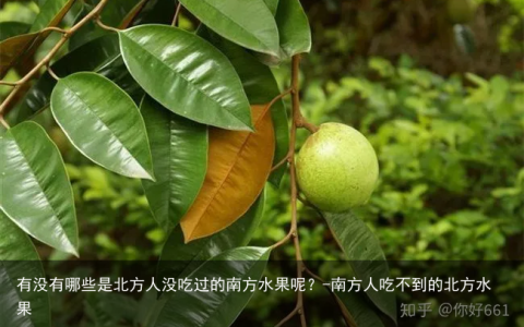有没有哪些是北方人没吃过的南方水果呢？-南方人吃不到的北方水果