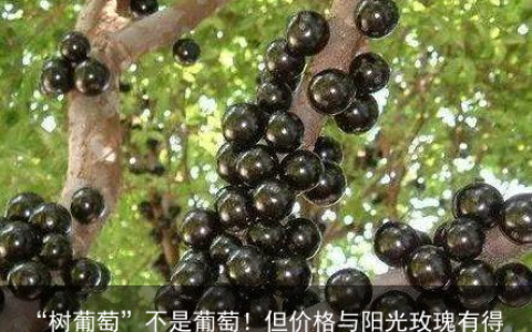 “树葡萄”不是葡萄！但价格与阳光玫瑰有得一拼-树葡萄是啥