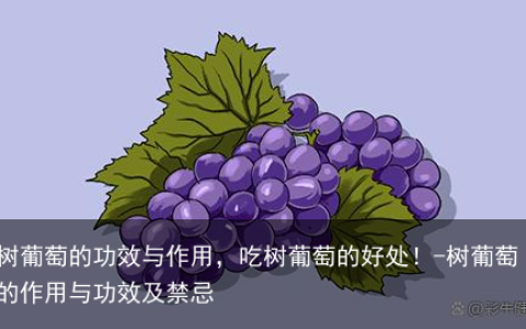 树葡萄的功效与作用，吃树葡萄的好处！-树葡萄的作用与功效及禁忌