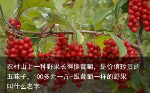 农村山上一种野果长得像葡萄，是价值珍贵的五味子，100多元一斤-跟葡萄一样的野果叫什么名字