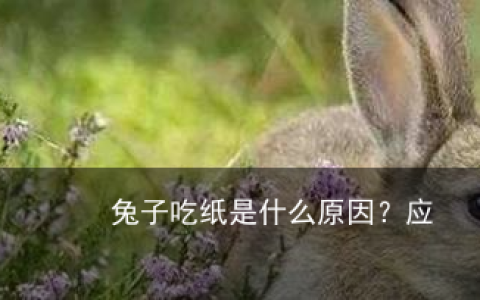 兔子吃纸是什么原因？应该怎么办？