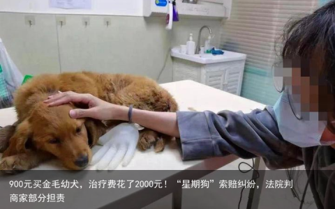 900元买金毛幼犬，治疗费花了2000元！“星期狗”索赔纠纷，法院判商家部分担责