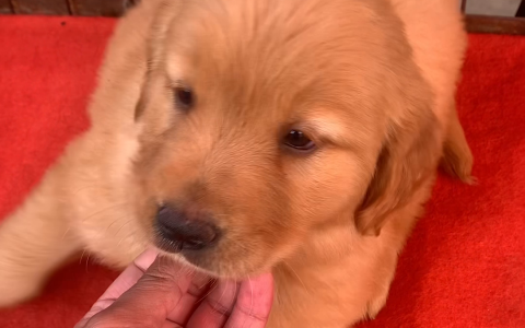 金毛幼犬