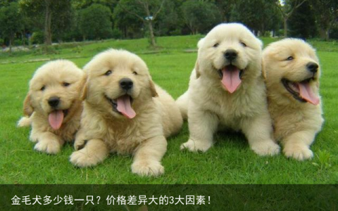 金毛犬多少钱一只？价格差异大的3大因素！