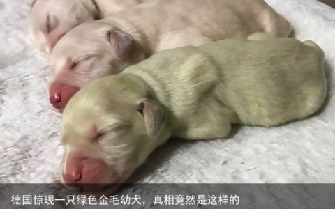 德国惊现一只绿色金毛幼犬，真相竟然是这样的