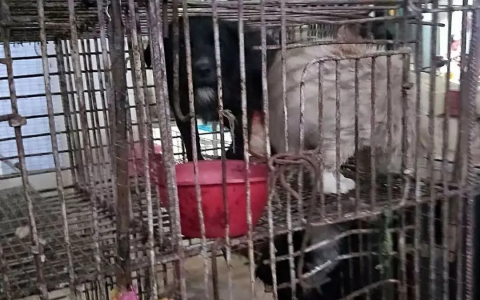 菜市场里多只金毛和田园犬将要被宰杀，救助时还发现一只怪异的德牧…