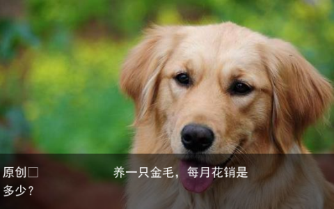 养一只金毛，每月花销是多少？