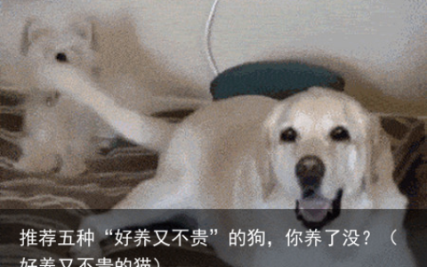 推荐五种“好养又不贵”的狗，你养了没？（好养又不贵的猫）
