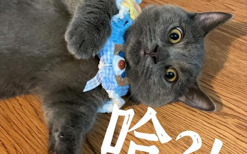 为什么蓝猫能成为猫界“头牌”？网友：越养越上瘾（蓝猫为什么是蓝猫）