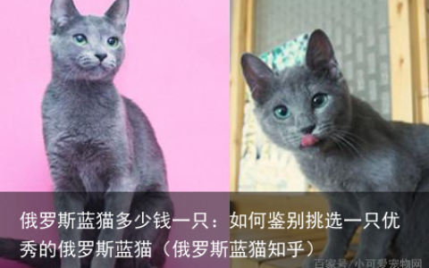 俄罗斯蓝猫多少钱一只：如何鉴别挑选一只优秀的俄罗斯蓝猫（俄罗斯蓝猫知乎）