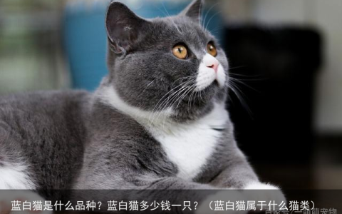 蓝白猫是什么品种？蓝白猫多少钱一只？（蓝白猫属于什么猫类）