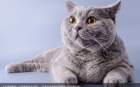 从东莞到衡阳一只蓝猫的托运流程！（东莞发货到衡阳的物流公司有哪些呢）