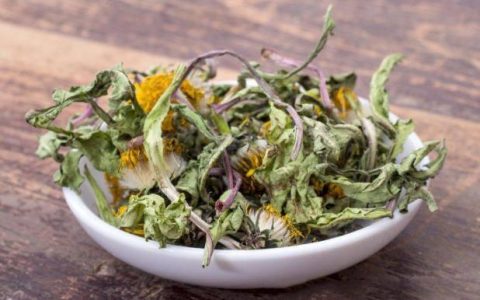 中药又立功？蒲公英可杀死98%癌细胞、消结节？看医生如何说(蒲公英真的可以散结吗百度百科)