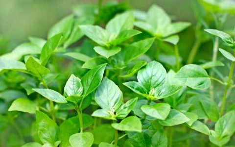 小知识来啦——可驱赶蜘蛛的植物哦-什么驱赶蜘蛛最好