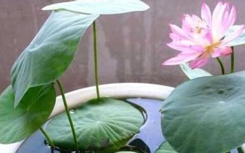 碗莲水培教程(碗莲水培方法和注意事项)