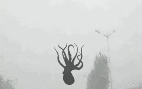 真不是段子！青岛狂风暴雨，天上都下章鱼了！（青岛有暴雨）