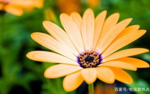 早安情话的暖心短句，既现实又走心，快人一步收藏好-早安情话句子图片