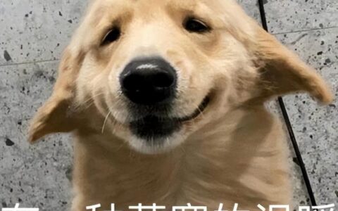 狗狗临终前会有这6大“征兆”，希望主人珍惜它-狗临终前在想什么