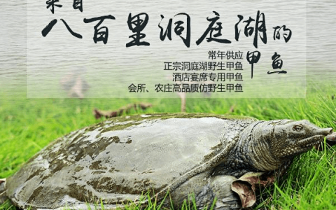 甲鱼市场价格多少钱一斤,2023甲鱼最新价格【商家推荐】（甲鱼价格是多少钱一斤）