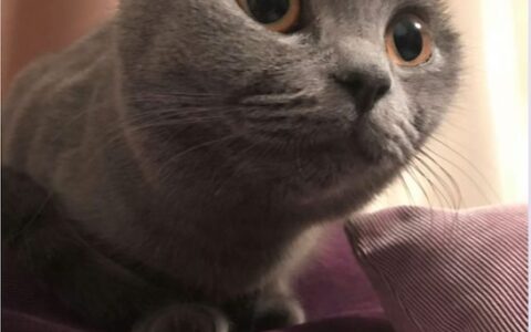 婚后成为全职主妇，家务事我一手包揽，离婚时可以要求丈夫给我一定的补偿吗？ | 法律咨询预告-全职家庭主妇,离婚有啥权益