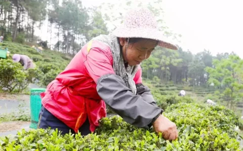 广西贵港：春茶采摘正当时曾经倾国倾城，如今变路人大妈，这4位女星的颜值说丢就丢！（贵港品茶的联系电话）