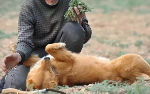 狗狗去世前的几大征兆，看完哭的不能自已-狗狗死亡预示着什么