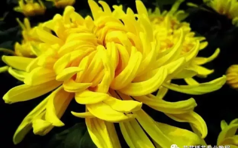 这五大鲜花具有养生功效！你都知道吗？（鲜花有什么功效）