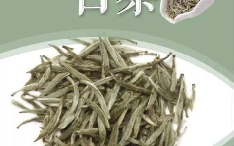 福鼎白茶与安吉白茶的区别-福鼎白茶和安吉白茶有什么区别,哪个正宗