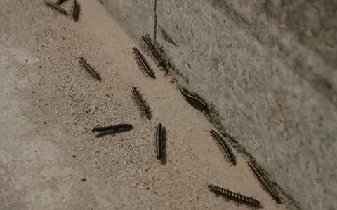 成都街头出现大量黑色小虫 官方回应：将进行专业治理-去成都被一种黑色的小虫咬
