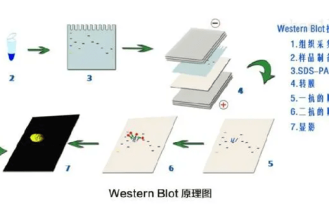 ECL发光液：Western blot检测化学发光底物