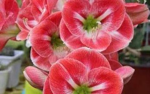 原创
适合家里养殖的绿植花卉盆栽，新手朋友快来选一选吧-适合家里养的盆花