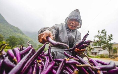 原创
茄子的功效和作用-茄子的功效与用处