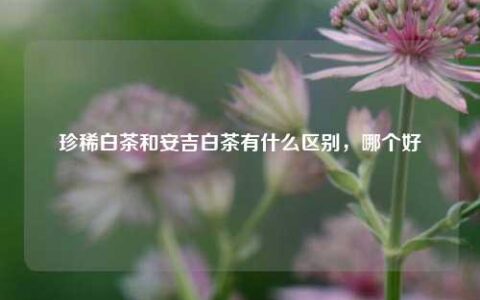 珍稀白茶和安吉白茶有什么区别，哪个好