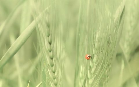 二十四节气｜小满（二十四节气小满的含义是什么）