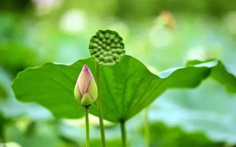 「健康」今日夏至｜这几件事你不得不防-夏至日有什么讲究