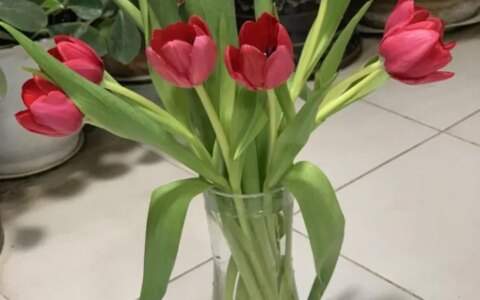花加——郁金香的传说及各色花语（郁金香花瓣的特点）